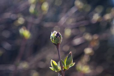 Arka planda leylak çiçeği tomurcuğu. Duvar Kağıdı