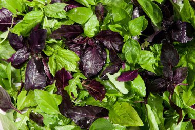 Taze yeşil ve mor fesleğen yaprakları. Parlak yaprakların arka planı. Boşluğu kopyala