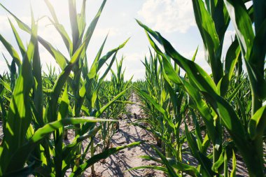 Mavi gökyüzü olan mısır tarlası. Tarım arazisi