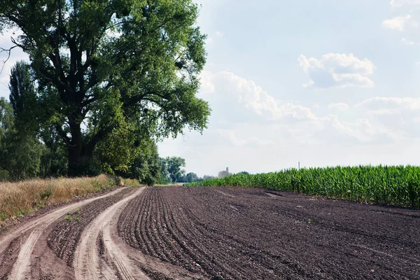 Harvesting equipment wheel marks on ground near corn field. Corn field with blue sky. Agricultural landscape