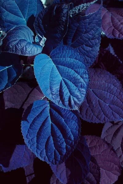 Hermosas Hojas Hortensia Púrpura Texturizada Imagen Vertical — Foto de Stock