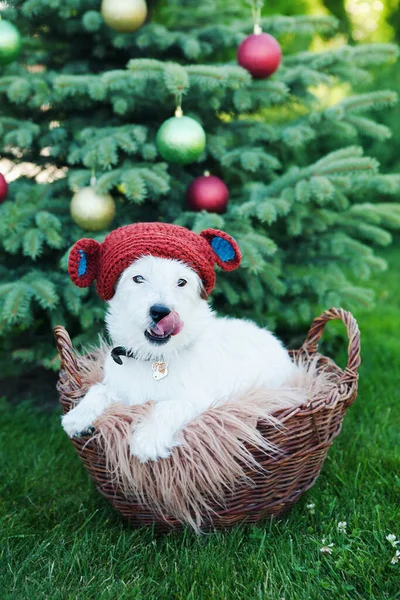 Симпатичная Порода Собак Джек Рассел Сломленный Вязаной Игрушечной Медвежьей Шляпе — стоковое фото