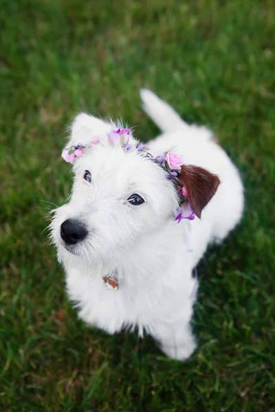 Cute Dog Jack Russell Terrier Rota Corona Flores Sienta Hierba — Foto de Stock