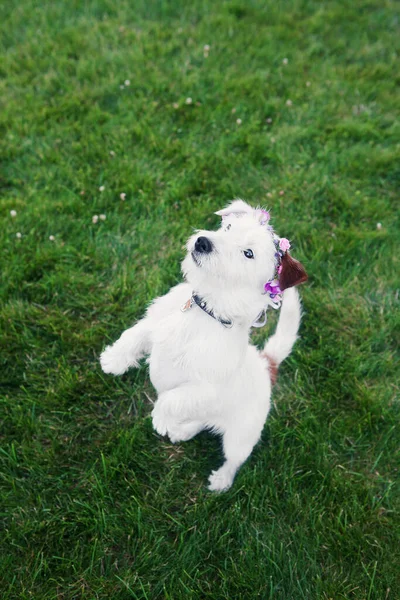 Cute Dog Jack Russell Terrier Roto Corona Flores Encuentra Las — Foto de Stock