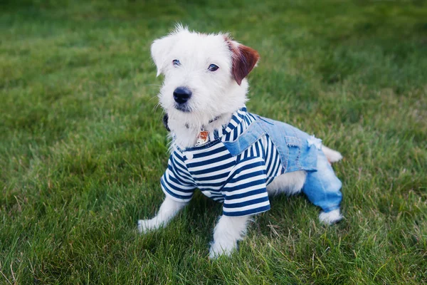 Şirin Köpek Jack Russell Terrier Denizci kıyafeti giymiş ve kot pantolon çimenlerde oturuyor.