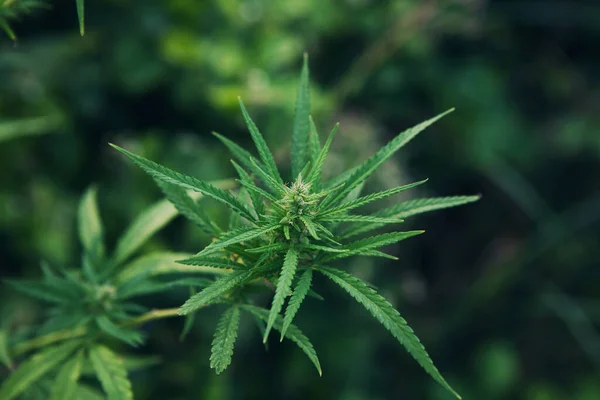 Green hemp plant branch. Medical marijuana. Concept of herbal alternative medicine, cbd oil, pharmaceptical industry, breeding of marijuana, cannabis, legalization. Copy space