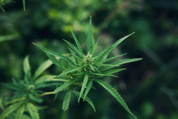 Yeşil kenevir bitkisi dalı. Tıbbi marihuana. Bitkisel alternatif tıp kavramı, cbd yağı, ilaç endüstrisi, marihuana üretimi, esrar kullanımı, yasallaşma. Boşluğu kopyala