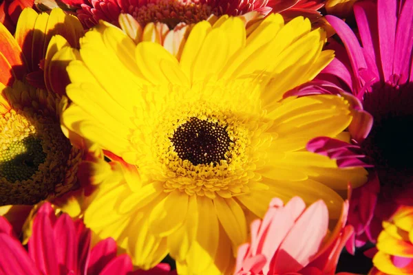 Bir buket çok renkli gerbera. Makro atış. Üst görünüm