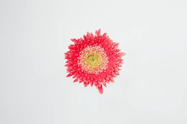 Beyaz arka planda pembe gerbera çiçeği. Üst görünüm.