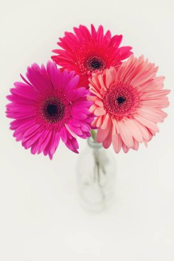 Beyaz arka planda cam şişede pembe gerbera çiçekleri.