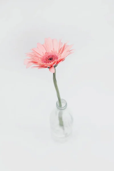 Beyaz arka planda cam şişede pembe gerbera çiçeği.