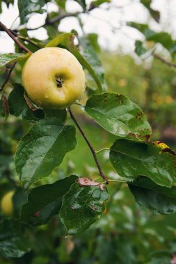Sonbahar ağacının dallarına yağmur damlaları konmuş sarı olgun elma. Hasat konsepti, organik meyveler, yakın çekim.