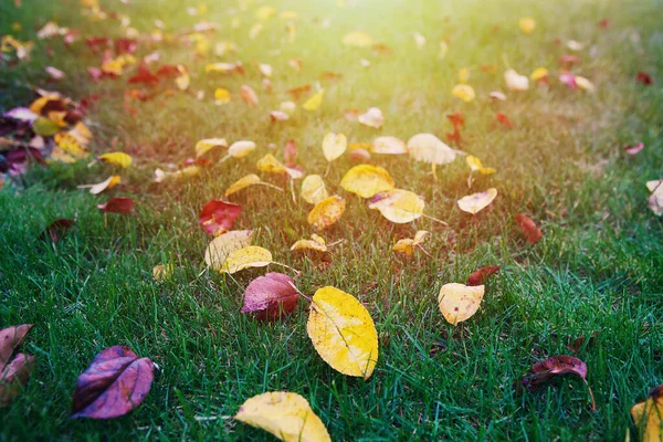 Vista Superior Folhas Outono Caídas Brilhantes Grama — Fotografia de Stock