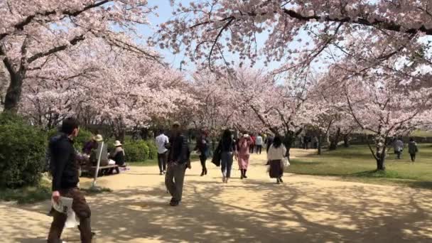 April 2020 Okayama Japan Menschen Gehen Und Beobachten Sakura Kirschblüte — Stockvideo