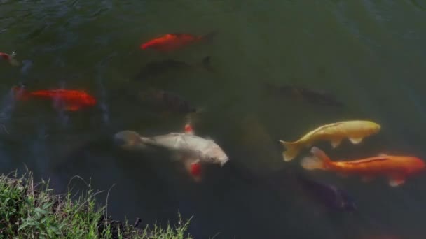 Beroemde Kleurrijke Koi Karper Aanpak Zoek Naar Voedsel Een Vuil — Stockvideo