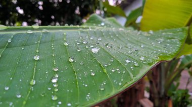 Muz yaprakları sabah çiğ taneleriyle