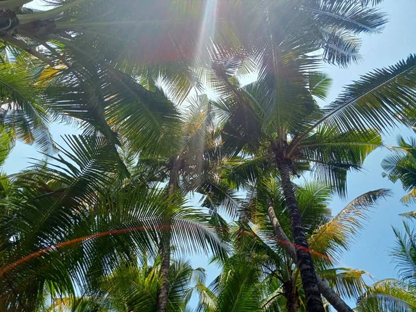 Árbol Coco Con Hermosas Hojas Verdes Adecuado Para Fondos Naturales — Foto de Stock