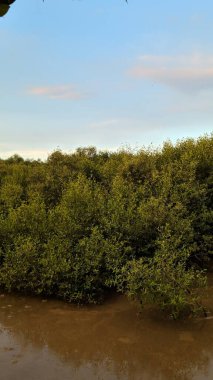 Gökyüzü arka planlı Mangrove orman manzarası