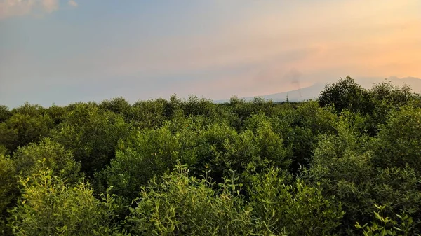 Mangrove Forest Landscape Sky Background — Stock Photo, Image