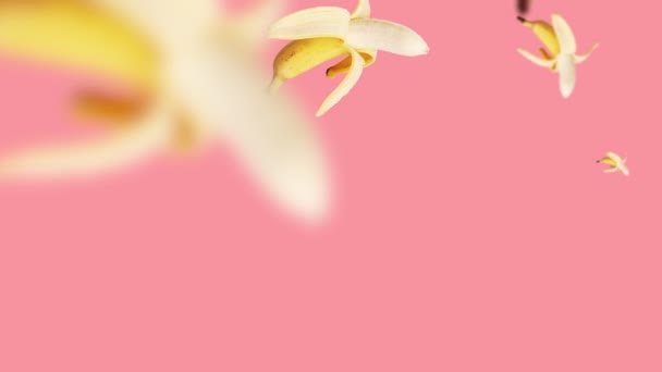 Flying Bananas Pink Background Motion Design — Stock Video