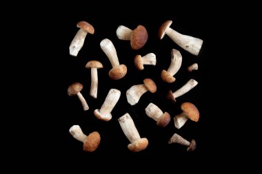 Orman mantarları. Şablon. Siyah arkaplan.