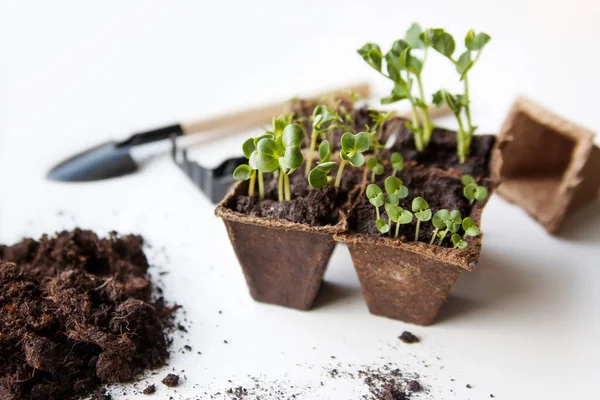 Ev sebze bahçesi. Turp, fesleğen, bezelye ve dereotu tohumları..
