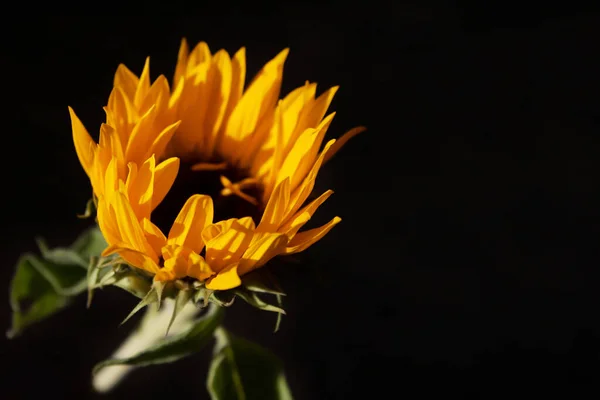 Girasol Sobre Fondo Negro — Foto de Stock