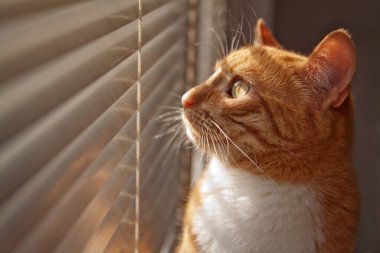 Güneşli bir günde, güneşli bir pencereden bakan kırmızı kedi..