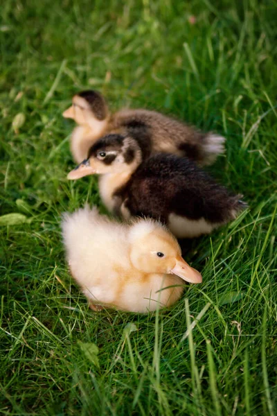 Tres Patitos Hierba Pequeños Pájaros Lindos — Foto de Stock