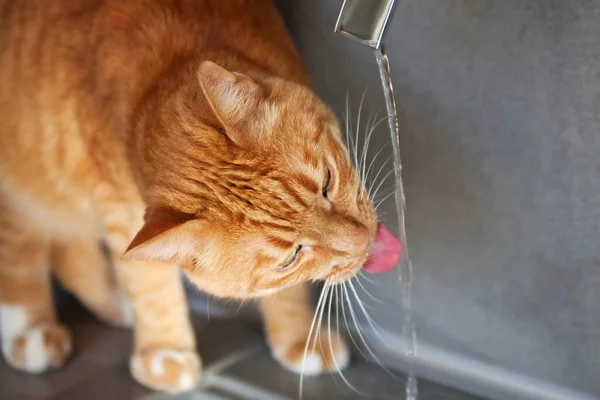 Red cat drinks water from faucet.