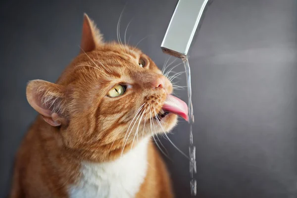 Red cat drinking water from faucet.