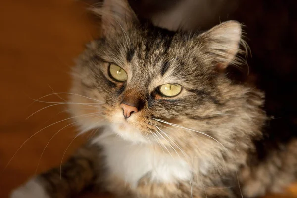 Tabby Γάτα Βρίσκεται Έναν Καναπέ — Φωτογραφία Αρχείου