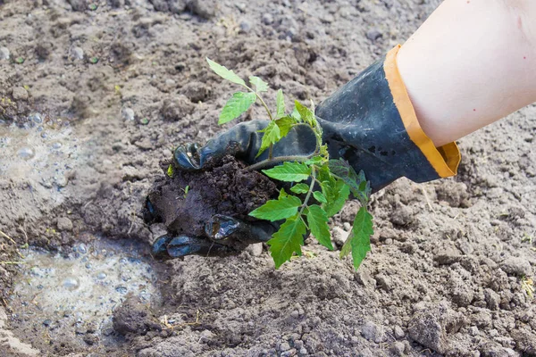 Hombre Planta Una Plántula Tomates Agujero Cocido Tiene Guante Negro — Foto de Stock