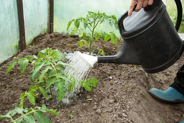 Människan Häller Tomatplantor Från Stor Svart Vattenkanna Ett Växthus — Stockfoto