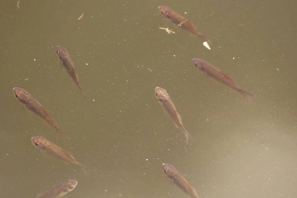 Ein Kleiner Schwarm Fischkarpfen Frischem Grünem Schlammwasser Sie Schwammen Bis — Stockfoto