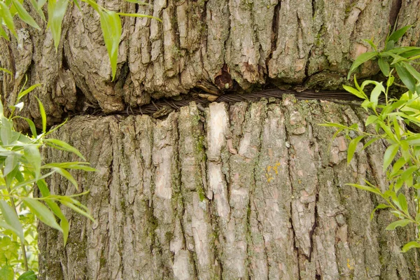 Muchos Hilos Alambre Hierro Están Atados Alrededor Árbol Grueso Absorbidos — Foto de Stock