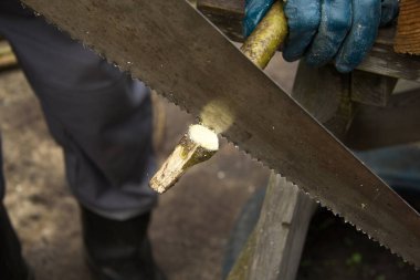 Adam geniş bir demir el testeresiyle ağaç dalını kesiyor. Büyük dişleri ve bazen de görünür pas lekeleri olan bir testere. Eski araç.