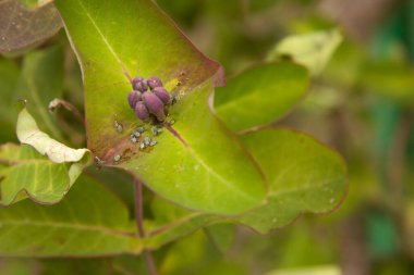 Yaprak biti böcekleri çiçeğin yanındaki hanımeli yapraklarının üzerinde otururlar. Bunlar bitkilere zarar veren ve böcek ilacı sıkılması gereken haşereler.