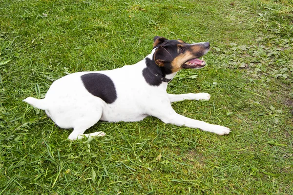 Cão Paster Terrier Raposa Encontra Grama Recentemente Cortada Ele Executa — Fotografia de Stock