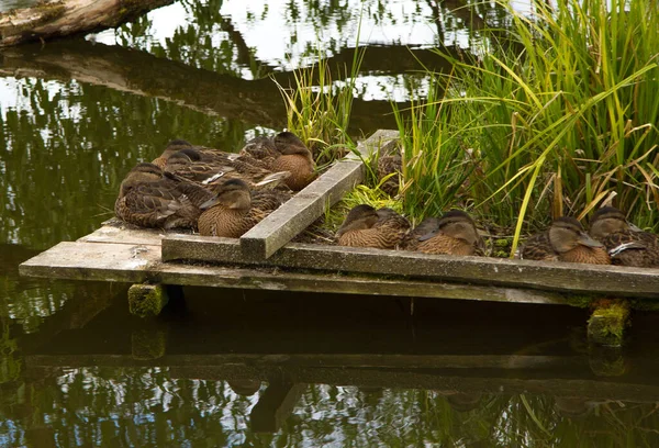 Muchos Patos Salvajes Marrones Crecidos Que Duermen Pequeño Puente Madera —  Fotos de Stock