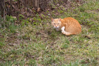 Kızıl kedi çimlerin üzerinde çitin yanında oturur ve dikkatle ileriye bakar. Kaçmaya hazır..