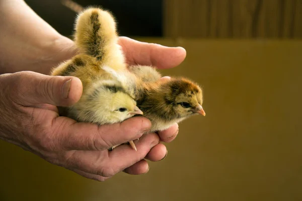 Three small yellow daily chicken in the hands of an elderly woman. A place for inscription. selective focus