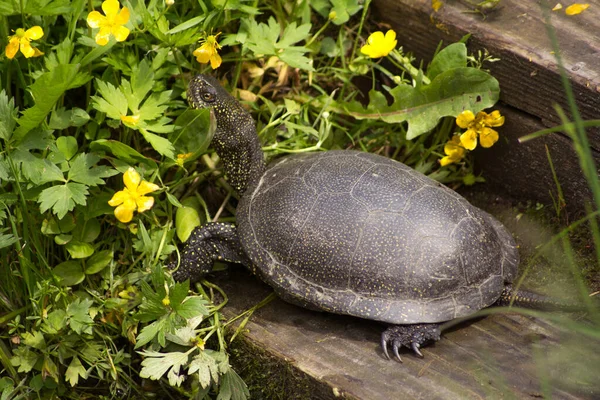 Una Gran Tortuga Europea Sienta Una Tabla Madera Cerca Del —  Fotos de Stock