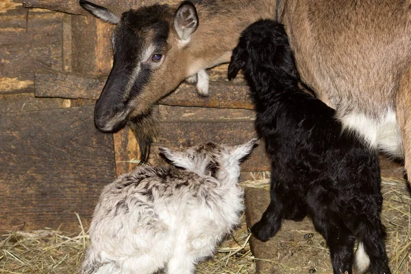 Yeni Doğmuş Bebek Keçi Keçinin Annesinin Yanındaki Bir Kulübede Duruyor — Stok fotoğraf