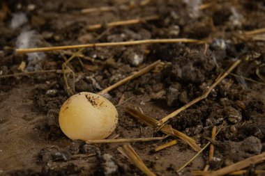 Tavuk kümesinde kabuksuz tavuk yumurtası. Vitamin eksikliği, mineraller. Tavuk hastalıkları