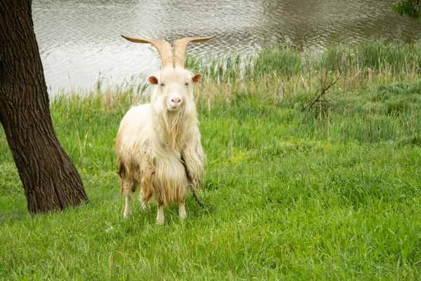 La cabra animal con un largo pelo sucio blanco y largos cuernos hermosos se encuentra en la hierba en la orilla del estanque. Mastica la hierba. Animal con collar y cadena —  Fotos de Stock