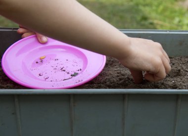 Adamın elinde salatalık tohumu var. Bir tohum küçük bir sağ elde, diğeri çok renkli tohumlar sol elde sarı bir bardakta. Bazı tohumlar işlendi