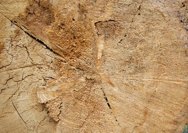 Uneven Vio Abajo Árbol Viejo Grande Montón Anillos Años Edad — Foto de Stock