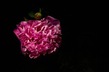 Geceleri fenerin ışığı altında büyük pembe bir şakayık. Yakın plan. Alçakgönüllülük. Yazı için yer