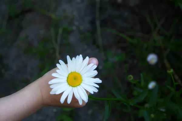 Baby hand is going to rip off the flower of white daisy — Stock Photo, Image